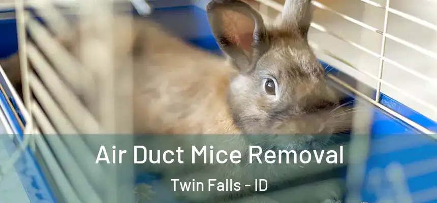  Air Duct Mice Removal Twin Falls - ID